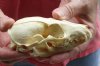 4-1/2 inches Gray Fox Skull for sale - You are buying the animal skull pictured for $40