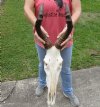 African Female Red Hartebeest skull with 16 inch horns. You are buying the one pictured for $105