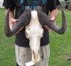 17 inch wide African Male Black Wildebeest Skull and Horns - You are buying the black wildebeest skull pictured for $85 (damaged horn tip, scratches on horn, hole, missing a few teeth)