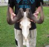 17 inch wide African Male Black Wildebeest Skull and Horns - You are buying the black wildebeest skull pictured for $105 (damage to back of skull, missing a few teeth)