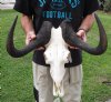 20 inch wide African Male Black Wildebeest Skull and Horns - You are buying the black wildebeest skull pictured for $105 (missing a few teeth)