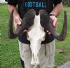 16 inch wide African Male Black Wildebeest Skull and Horns - You are buying the black wildebeest skull pictured for $105 (missing a few teeth)