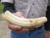 7-inch Curved Hippo Tusk, hippo Ivory, .45 pounds and 20% solid.  (You are buying the hippo tusk pictured) for $75.00 (CITES #300162) 