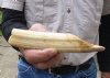 6-1/2-inch Straight Hippo Tusk, hippo Ivory, .40 pounds and 20% solid.  (You are buying the hippo tusk pictured) for $65.00 (CITES #300162) 
