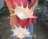 2 pc lot of 11-1/2 and 12-1/4 inch giant spider conch shell for decorating - you are buying the one pictured for $23/lot