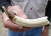 6-inch Curved Hippo Tusk, hippo Ivory, .25 pounds and 20% solid  (You are buying the hippo tusk pictured) for $40.00 (CITES #300162) 