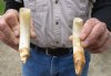2 pc lot of 6 and 6-1/2-inch Straight Hippo Tusk, hippo Ivory, .40 pounds  (You are buying the 2 hippo tusk pictured) for $65.00 (CITES #300162) 