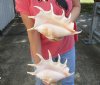2 pc lot of 12-1/2 inch giant spider conch shell for decorating - you are buying the one pictured for $23/lot
