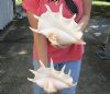 2 pc lot of 12 and 12-1/2 inch giant spider conch shell for decorating - you are buying the one pictured for $23/lot