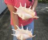 2 pc lot of 12-1/2 inch giant spider conch shell for decorating - you are buying the one pictured for $23/lot