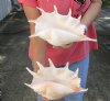 2 pc lot of 12 and 12-1/4 inch giant spider conch shell for decorating - you are buying the one pictured for $23/lot
