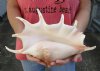 Extra Large 14-1/2 inch giant spider conch shell for decorating - you are buying the one pictured for $18