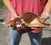 13-3/4 inch natural horse conch for sale, Florida's state seashell, review all photos as you are buying this one for $40 (has brown film and barnacles on outside of shell)