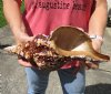 14-1/4 inch natural horse conch for sale, Florida's state seashell, review all photos as you are buying this one for $52 (has brown film and barnacles on outside of shell)