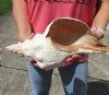 HUGE 15 inch horse conch for sale, Florida's state seashell, review all photos as you are buying this one for $70