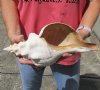 14 inch horse conch for sale, Florida's state seashell, review all photos as you are buying this one for $52
