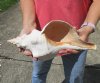 14-1/4 inch horse conch for sale, Florida's state seashell, review all photos as you are buying this one for $52