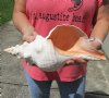 14-1/2 inch horse conch for sale, Florida's state seashell, review all photos as you are buying this one for $52