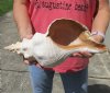 HUGE 15 inch horse conch for sale, Florida's state seashell, review all photos as you are buying this one for $70