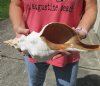 HUGE 15-1/4 inch horse conch for sale, Florida's state seashell, review all photos as you are buying this one for $70