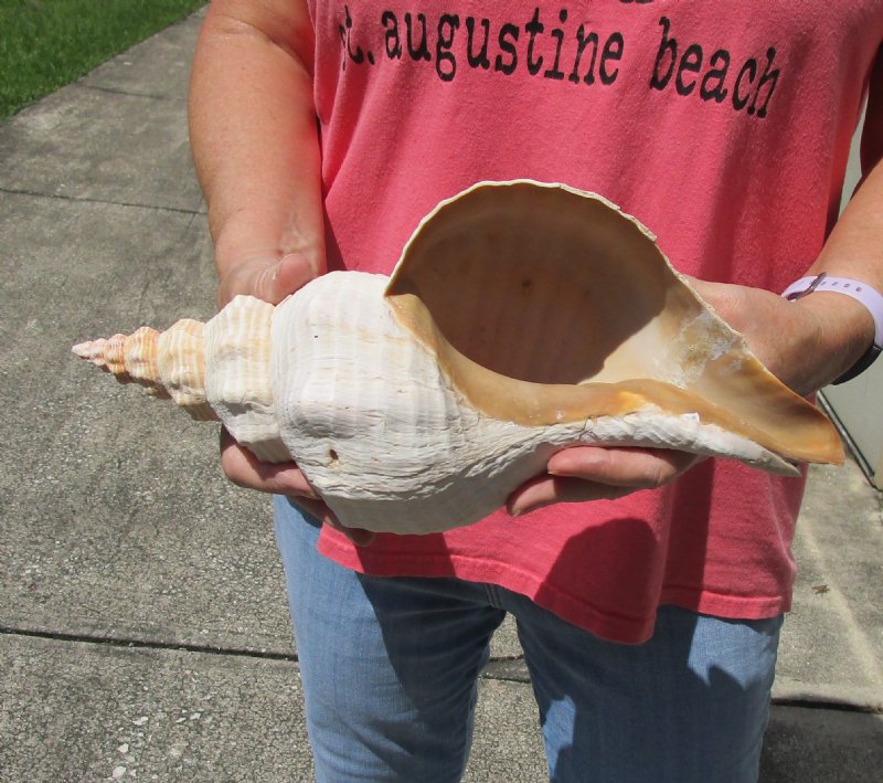 14 inch horse conch for sale, Florida's state seashell
