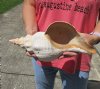14 inch horse conch for sale, Florida's state seashell, review all photos as you are buying this one for $52