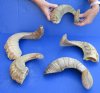 5 piece lot of Ram Horns, Sheep Horns 16 to 19 inches around the curl.  You are buying the sheep horns shown for $55 - review all photos