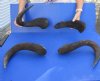 4 pc lot of 17-1/2 to 19 inch Blue Wildebeest horns - you are buying the horns pictured for $45/lot