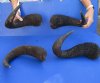 4 pc lot of 17-1/2 to 18-1/2 inch Blue Wildebeest horns - you are buying the horns pictured for $45/lot