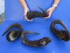 4 pc lot of 16 to 20 inch Blue Wildebeest horns - you are buying the horns pictured for $45/lot