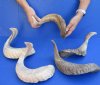 5 piece lot of Ram Horns, Sheep Horns 20 to 22 inches around the curl.  You are buying the sheep horns shown for $65 - review all photos