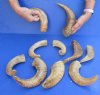 10 piece lot of Ram Horns, Sheep Horns 8 to 12 inches around the curl.  You are buying the sheep horns shown for $35 - review all photos