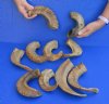 10 piece lot of Ram Horns, Sheep Horns 8 to 12 inches around the curl.  You are buying the sheep horns shown for $35 - review all photos