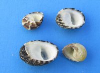 Wholesale Nerita (Nerita polita) Shells  - 1/4 inch to 1 inch - 2 kilo bags @ $2.00/kilo (Min: 4 kilos)