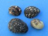 Wholesale Nerita (Nerita polita) Shells  - 1/4 inch to 1 inch - Packed: 2 kilo bags @ $2.00/kilo (Min: 4 kilos)
