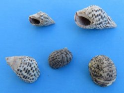 2 kilo bag Nassa Pussata Shells Wholesale, 3/8 to 1-1/8 inch - 2 kilos @ $1.75 a kilo - Minimum 2 bags