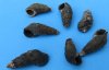 Wholesale Tritia Trivitata Nassa Mud Snail shells, 3/4 to 1-3/8 inches - Packed: 2 kilos per bag@ $1.75 a kilo ($3.50 a bag) (Minimum 2 bags)