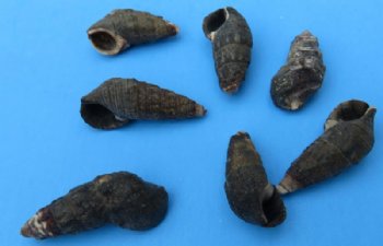 20 Kilos Case Tritia Trivittata Nassa Mud Shells Wholesale 3/4 to 1-3/8 inches - Priced $1.50 a kilo