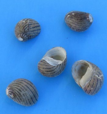 Wholesale Nerita Communis Nerite Shells  - Under 1 inch - 2 kilos per bag @ $2.25 a kilo 