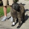 Real Chacma Male Baboon full mount (Papio ursinus) 27 inches tall - You are buying the full mount pictured for $950.00 (Cites #1029881) (Pick Up Only or call for truck shipment quote)