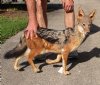Real African Black-Backed Jackal (canis mesomelas) full mount 30-1/2 inches long - You are buying the full mount pictured for $450 (Signature Required) 