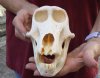 #2 Grade 7-1/2 inches Female Chacma Baboon Skull for Sale - You are buying this skull pictured for $150 (missing several teeth) (CITES 220293) 