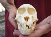 #2 Grade 5 inches Juvenile Chacma Baboon Skull for Sale - You are buying this skull pictured for $110 (missing teeth) (CITES 220293) 