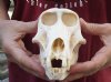 #2 Grade 7 inches Female Chacma Baboon Skull for Sale - You are buying this skull pictured for $155 (missing several teeth) (CITES 220293) 