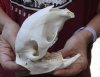#2 grade African Porcupine Skull (Hystrix africaeaustrailis) measuring 5-1/2 inches long by 3 inches wide - You are buying the one pictured for $60 (broken teeth and hole)