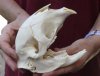#2 grade African Porcupine Skull (Hystrix africaeaustrailis) measuring 6 inches long by 3 inches wide - You are buying the one pictured for $60 (damaged skull)