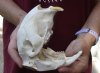 African Porcupine Skull (Hystrix africaeaustrailis) measuring 5-1/2 inches long by 3 inches wide - You are buying the one pictured for $70 (Minor cracks front and top)