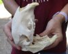 African Porcupine Skull (Hystrix africaeaustrailis) measuring 5-1/2 inches long by 3 inches wide - You are buying the one pictured for $70 (minor broken teeth & lower jaw)