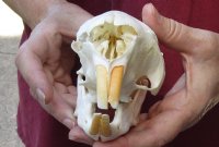 #2 grade African Porcupine Skull (Hystrix africaeaustrailis) measuring 5-3/4 inches long by 3 inches wide - You are buying the one pictured for $50 (damaged skull)