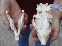 #2 grade African Porcupine Skull (Hystrix africaeaustrailis) measuring 5-3/4 inches long by 3 inches wide - You are buying the one pictured for $50 (damaged skull)